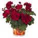 Ампельная плющелистная пеларгония (герань) Great Balls of Dark Red